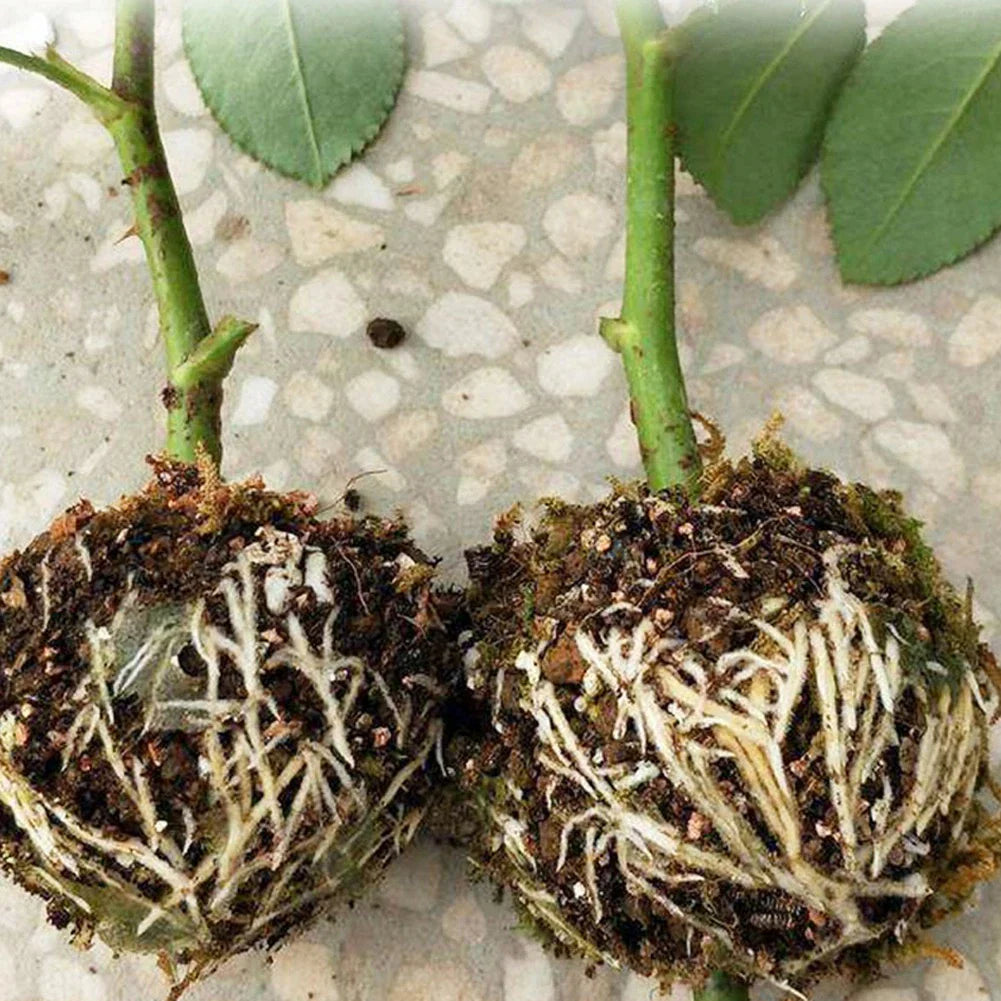 Pestskyddskulor för rötter - skyddskåpor för säker omplantering och tillväxt Carvallo