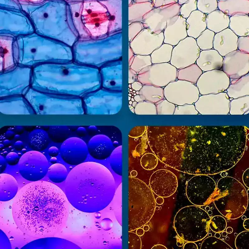 Carvallo – Stora upptäckter i fickformat. Carvallo