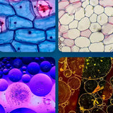 Carvallo – Stora upptäckter i fickformat. Carvallo