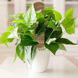 Kokosmoss Stativ för klätterväxter – Naturligt stöd för inomhusväxter och trädgård Carvallo