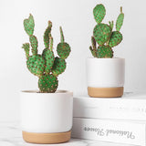 Självbevattnande blomkruka för orkidéer och växter – Plastplanteringskärl Carvallo