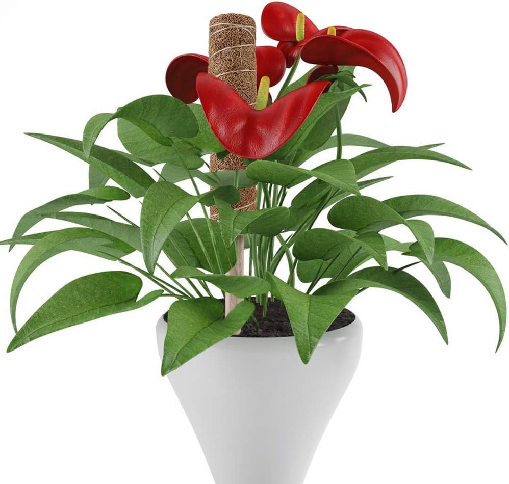 Kokosmoss Stativ för klätterväxter – Naturligt stöd för inomhusväxter och trädgård Carvallo