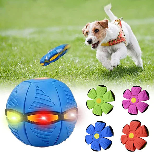 Pawelux Interaktiv Doggy Disc Boll - Säker, Studsig Hämta Leksak för Hundar Carvallo