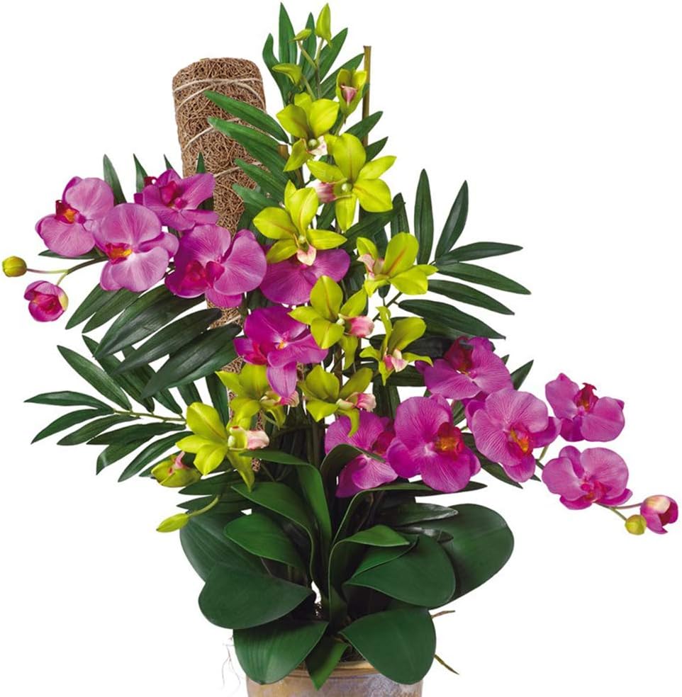 Kokosmoss Stativ för klätterväxter – Naturligt stöd för inomhusväxter och trädgård Carvallo