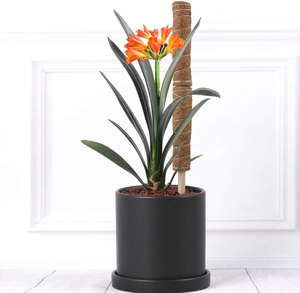 Kokosmoss Stativ för klätterväxter – Naturligt stöd för inomhusväxter och trädgård Carvallo