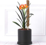 Kokosmoss Stativ för klätterväxter – Naturligt stöd för inomhusväxter och trädgård Carvallo