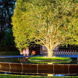 NatureBeam | Träd Spotlight för Trädgård Carvallo