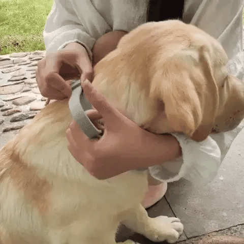 FästingFree – hund &katt halsband-leksaker-VaruZ-Hemnix