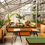 Carvallo Växtkrukor | Transparenta & Robust | För frisk växt- och rotutveckling Carvallo