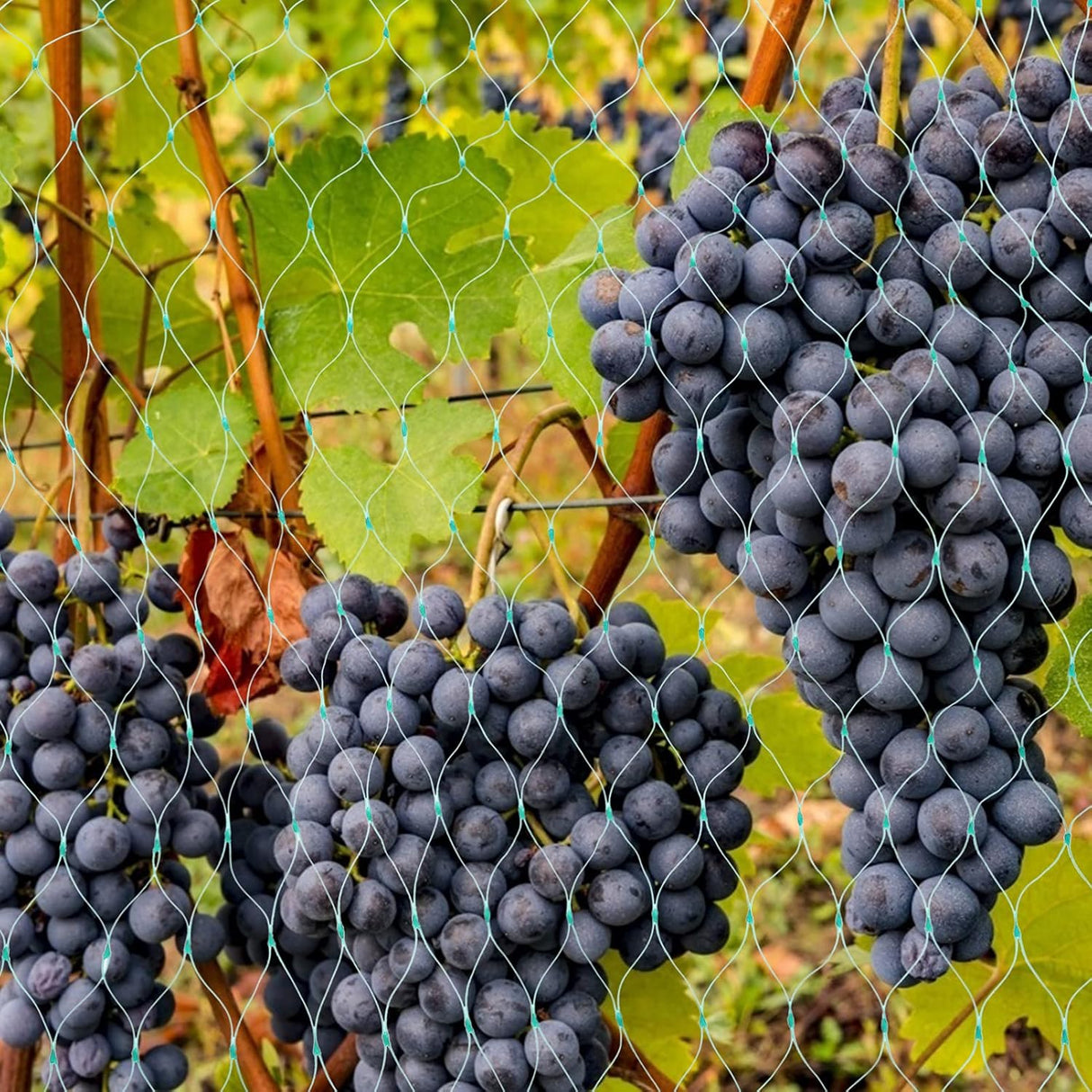 Skyddsnät för trädgårdsväxter – Grönt nät mot skadedjur och djur Carvallo