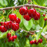 Skyddsnät för trädgårdsväxter – Grönt nät mot skadedjur och djur Carvallo