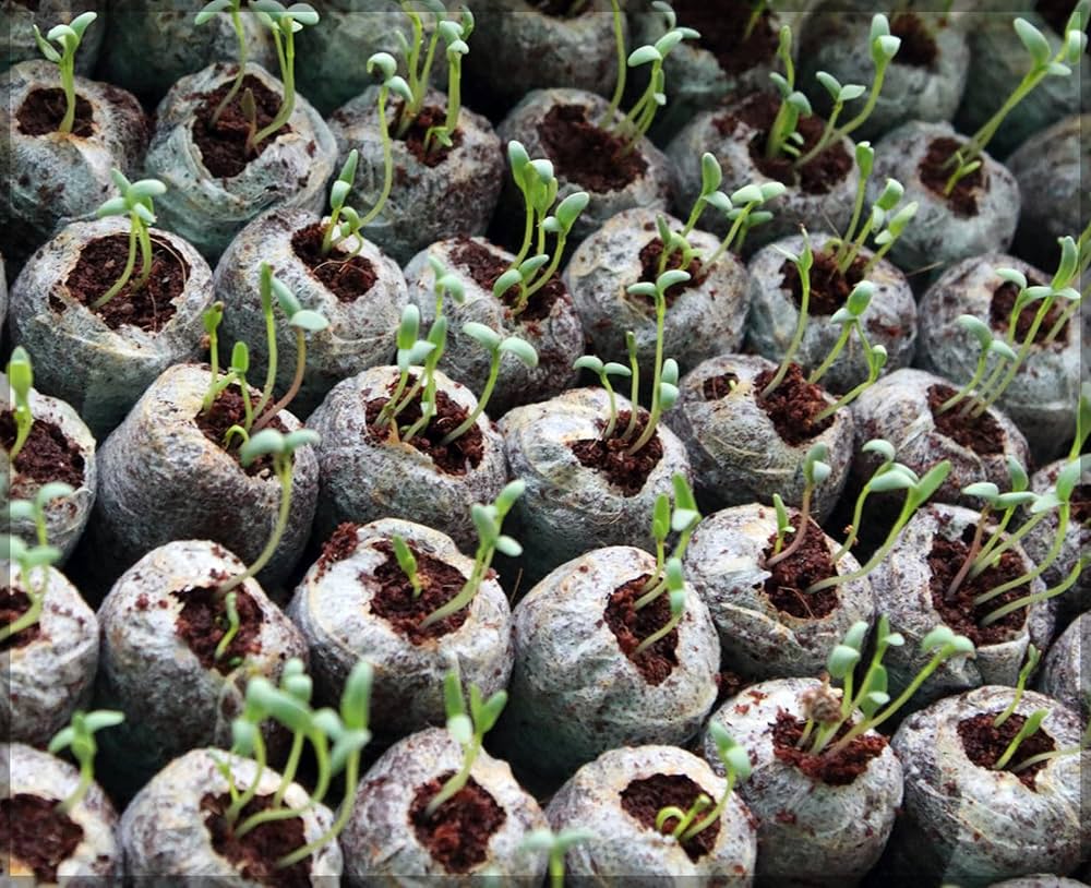 Kokosfibr Torv Anzökningspellets – Starter för fröplantering Carvallo