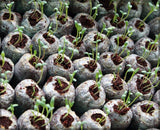 Kokosfibr Torv Anzökningspellets – Starter för fröplantering Carvallo