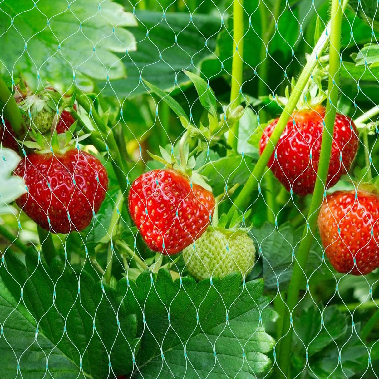 Skyddsnät för trädgårdsväxter – Grönt nät mot skadedjur och djur Carvallo