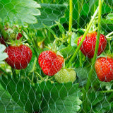 Skyddsnät för trädgårdsväxter – Grönt nät mot skadedjur och djur Carvallo