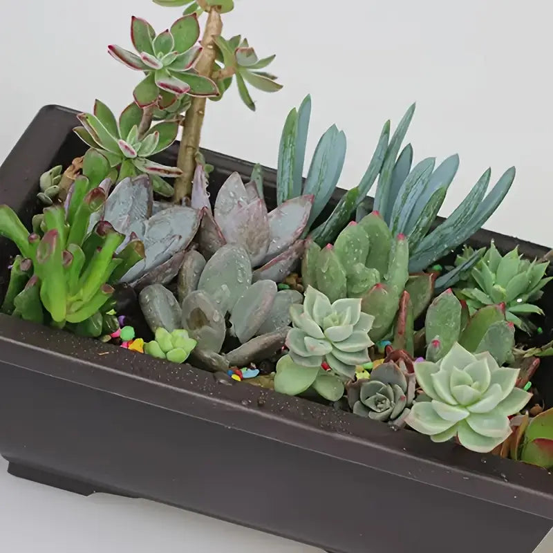 Planter med fat – Rektangulär blomkruka för trädgård och balkong Carvallo