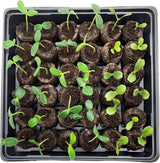 Kokosfibr Torv Anzökningspellets – Starter för fröplantering Carvallo