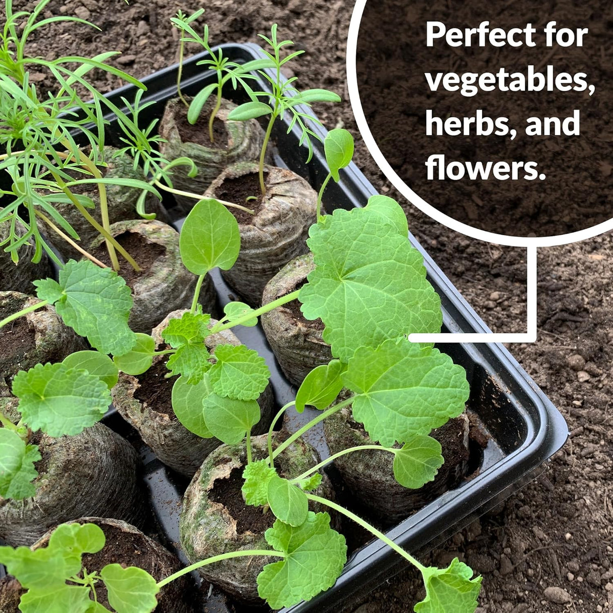 Kokosfibr Torv Anzökningspellets – Starter för fröplantering Carvallo