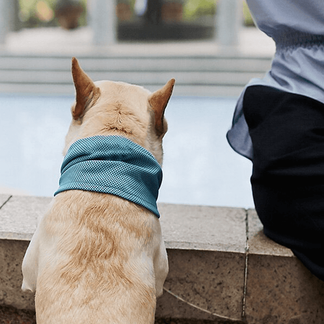 Svalkande Kylkrage För Husdjur-Husdjur-BB-Hemnix