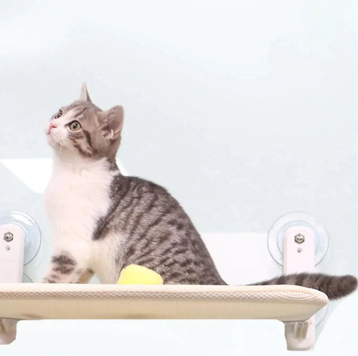 Cozy Cat Hammock – Bekväm Hängande Säng för Katter & Kattungar Carvallo