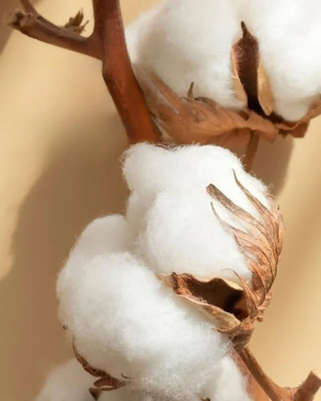 Carvallo Luxe – 4-delars bomulls-satin sängkläder med elegant broderi Carvallo