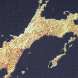 NovaDream – Sängkläder med cool marmorprint och elegant guldåredsdesign Carvallo