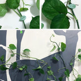 Klättring av växtklättrande artefakter fixeringsklämma-Home-Hemnix-Hemnix