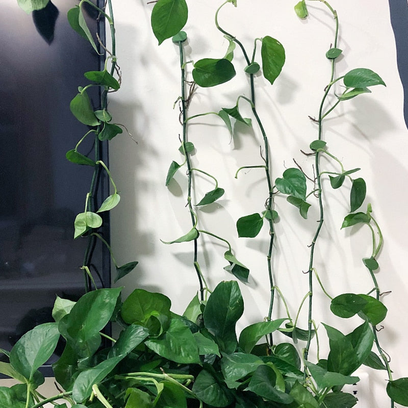 Klättring av växtklättrande artefakter fixeringsklämma-Home-Hemnix-Hemnix