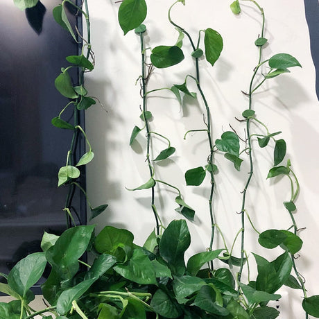 Klättring av växtklättrande artefakter fixeringsklämma-Home-Hemnix-Hemnix