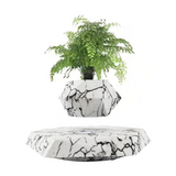 Carvallo – Din växt i svävning! Carvallo