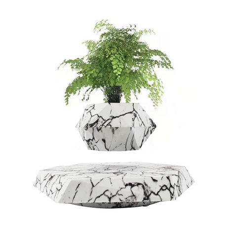 Carvallo – Din växt i svävning! Carvallo