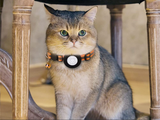 Reflekterande halsband för katt – justerbar säkerhetsrem för synlighet och komfort i mörker MILA Sverige