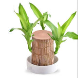 Royallure Lucky Brazilian Wood Plant – Låg underhåll luft renande inomhus växt Carvallo