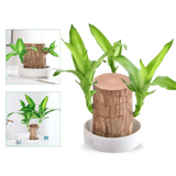 Royallure Lucky Brazilian Wood Plant – Låg underhåll luft renande inomhus växt Carvallo
