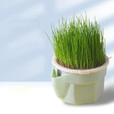 Carvallo Keimschale | Cat Grass Plant Cup | Made of food-safe PP | For wheatgrass, beans & more | Without soil Carvallo