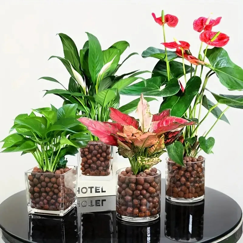 Carvallo Blähton Kulor | Organisk & Återanvändbar | För dränering & Hydroponik Carvallo