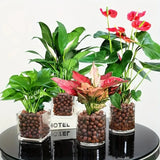 Carvallo Blähton Kulor | Organisk & Återanvändbar | För dränering & Hydroponik Carvallo