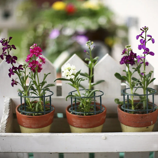 Carvallo växtstativ | Stabilt & Återanvändbart | För blommor & växthus Carvallo
