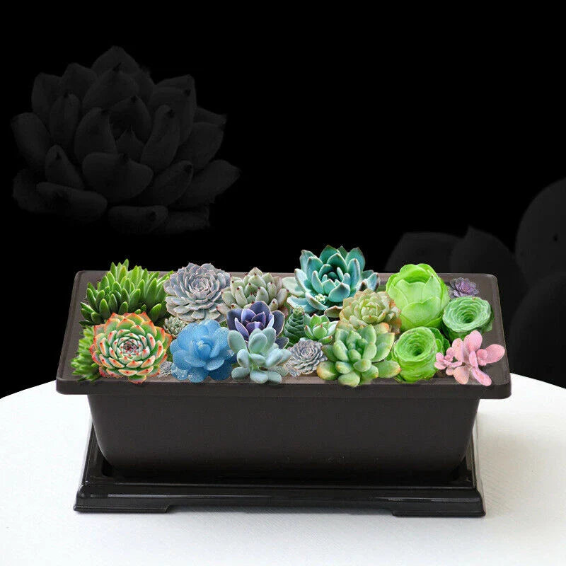 Carvallo Plantekrukke | Antikk-utseende & Bruddsikker | Med Underlag | 29x21x10,5 cm Carvallo