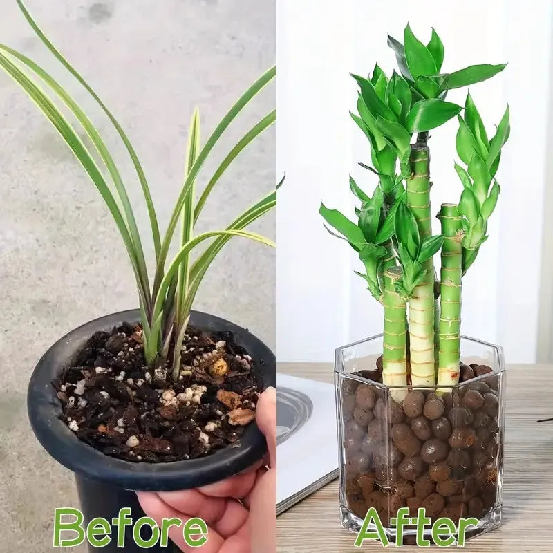 Carvallo Blähton Kulor | Organisk & Återanvändbar | För dränering & Hydroponik Carvallo