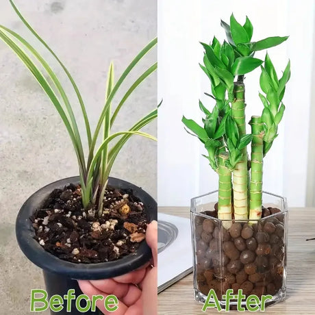 Carvallo Blähton Kulor | Organisk & Återanvändbar | För dränering & Hydroponik Carvallo