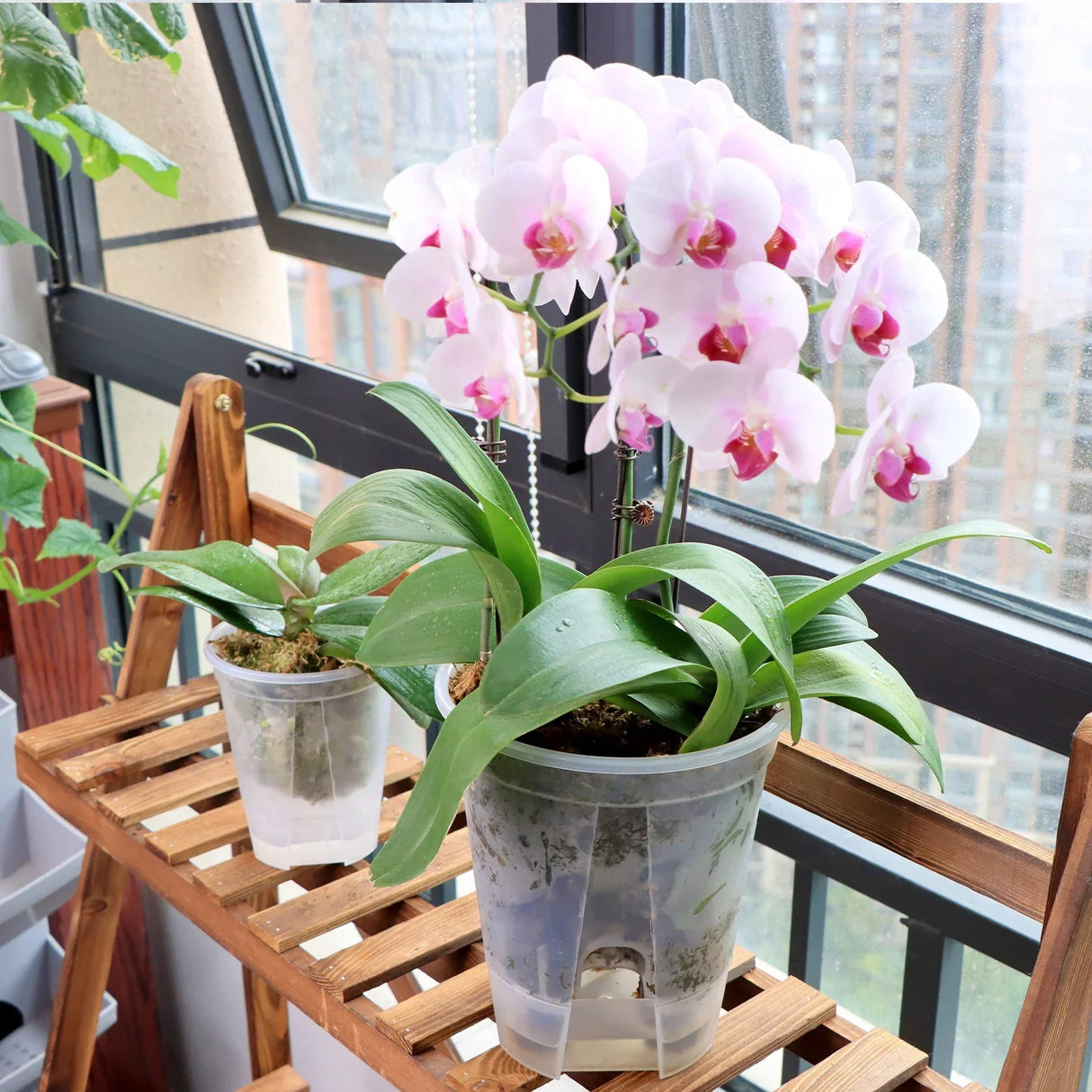 Carvallo Självvattnande Blumentopf | Transparent Design | För orkidéer & inomhusväxter | Med ventilation & vattentank Carvallo