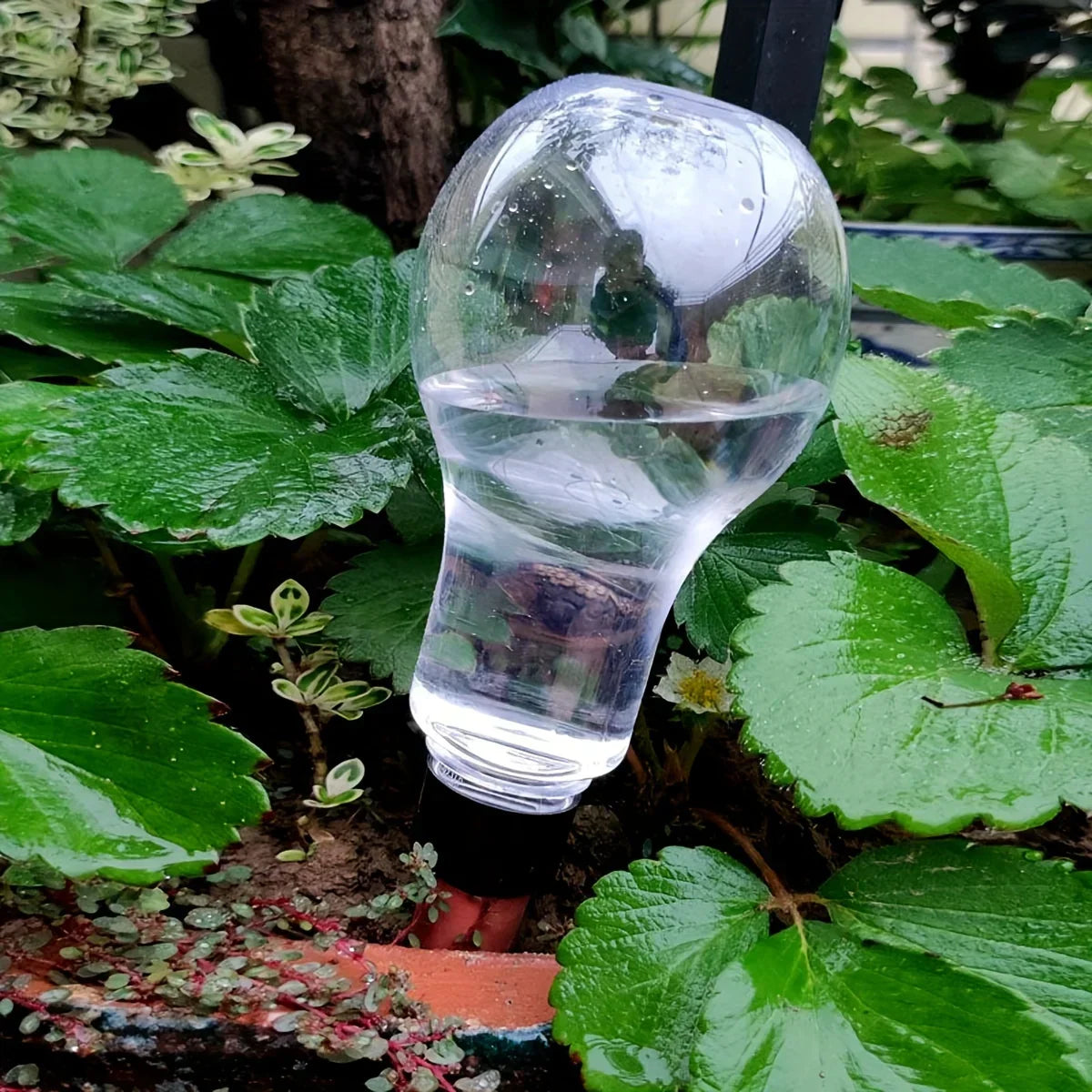 Carvallo AquaSpike | Automatisk växtvattnare | 320 ml | För rum- & balkongväxter Carvallo