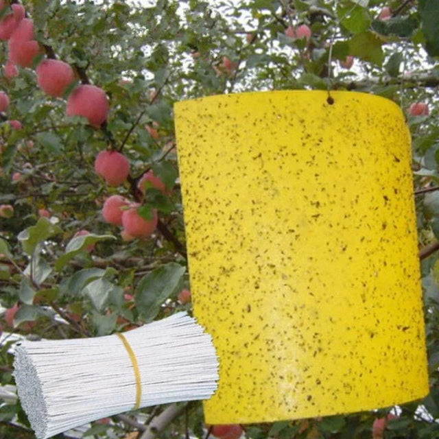 Carvallo Fruktflugefälla Gul | 20 stycken Dubbelsidiga | Giftfria & Miljövänliga | Klisterfällor för Insekter Carvallo