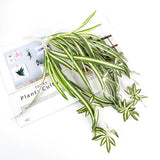 Carvallo konstväxt Dieffenbachia | Tropiskt dekoblads i siden | Lättskött dekoration för bord, hylla och vardagsrum Carvallo