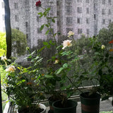 Carvallo Pro | Skuggnät 70–80 % | UV-skydd & insynsskydd | För trädgård & växthus Carvallo