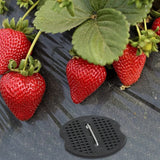 Carvallo Planter bag with 4/6/8/10 openings | Hanging & Breathable | For strawberries, tomatoes & herbs | Durable canvas fabric Carvallo