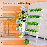 Carvallo | Hydroponic growing system with 36 planting spots | PVC pipeline for vegetables & herbs | Complete hydroponics set Carvallo