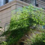 Carvallo Ranknetz för växter | Vindskydd & klätterstöd | För gurkor, vin, blommor & mer – 1 styck Carvallo