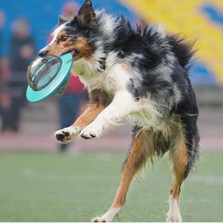 Carvallo Disc Hund- & Kattleksak | Interaktiv Fodersystem & Intelligenstränare | Frisbee & Slow Feeder Carvallo